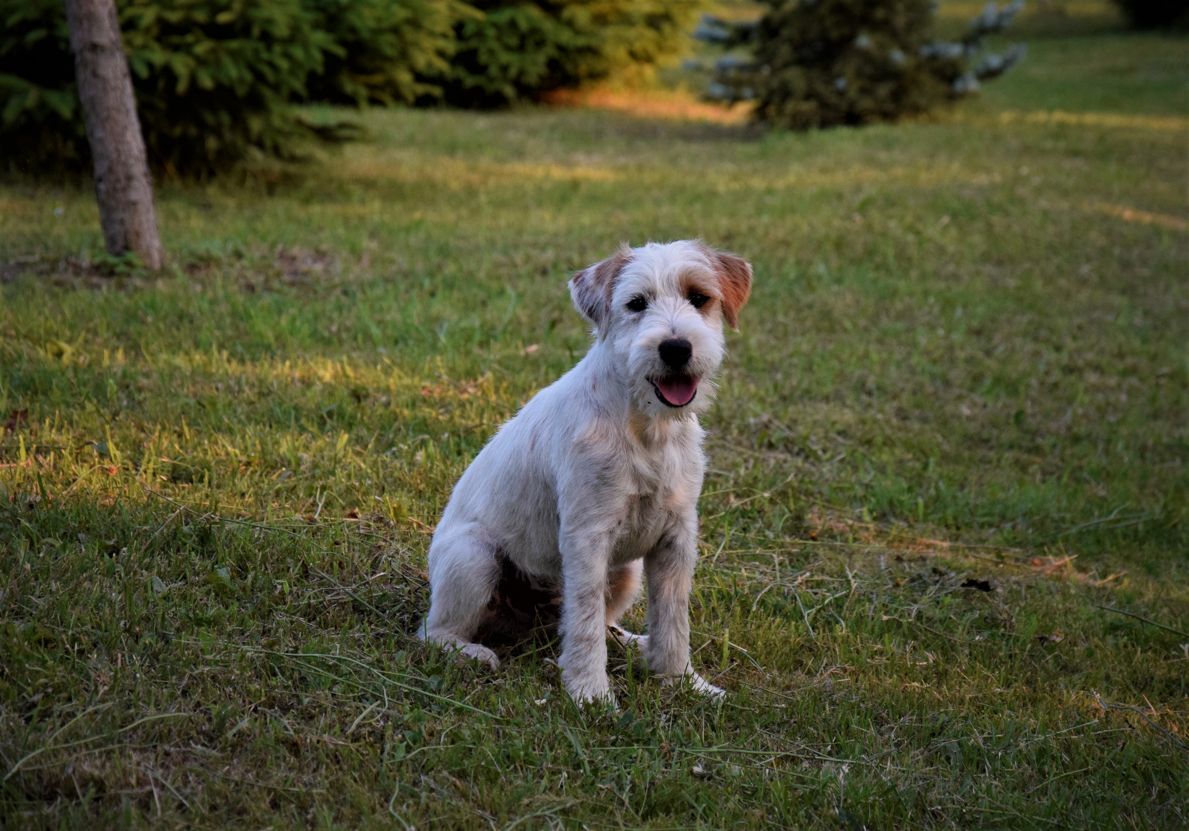 Dorosły Pies Jack Russell Terrier